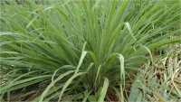 Capim Santo - Cymbopogon citratus